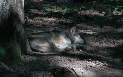 Grey wolf resting and well camouflaged