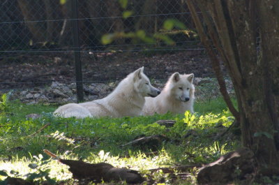 Young Arctic wolves