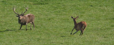 Rut in full swing - stag pursuing the ladies