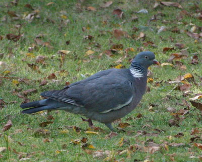 Woodpigeon - Pigeon ramier - Ringeltaube - Grouss Bschdauf