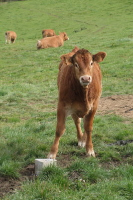 Cow watching the passers-by