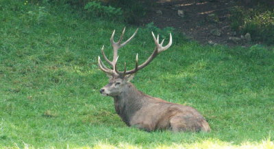 Stag resting