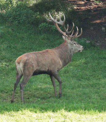 Stag wandering off into the woods