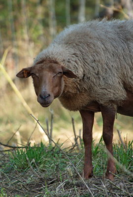 Sheep after a day's grazing