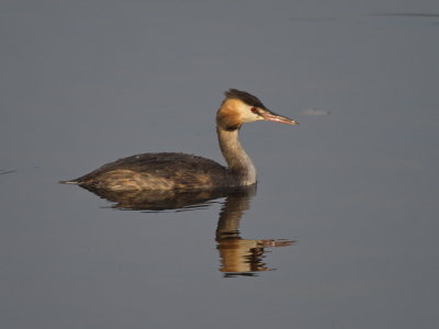 Crested grebe in the evening sun