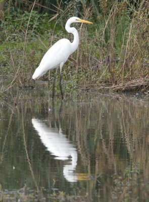Great white egret in search of dinner