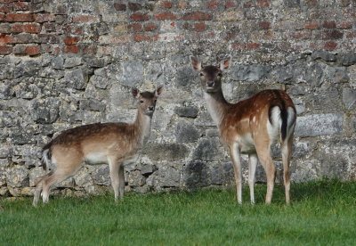 Fallow deer in the grounds of the castle