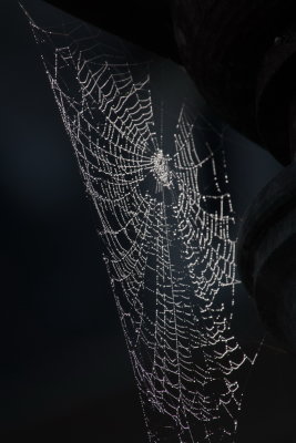 Cobweb in the dark