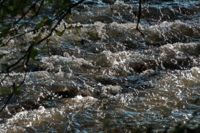 Forest stream