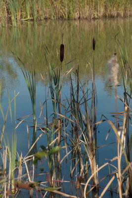 Pond
