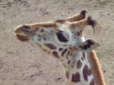 g12/78/1628378/3/172100760.CIHqkGYA.jpg