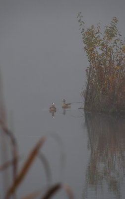 Egyptian geese in the fog