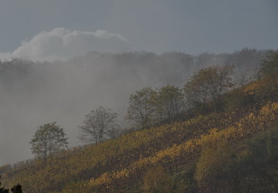 Vineyards on a foggy November day