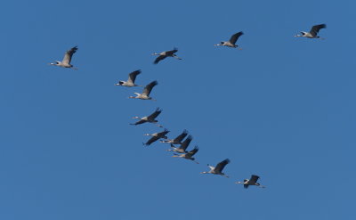 Organized flight formation