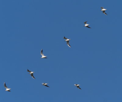 Flight formation for gulls