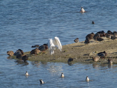 Great White Egret grooming itself