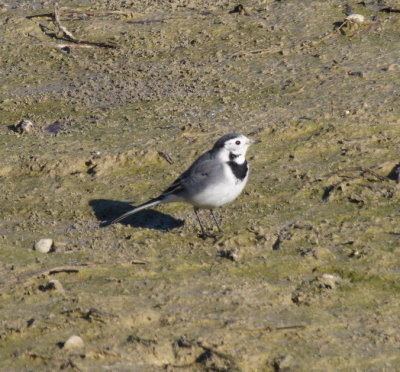 White Wagtail - Bergeronnette grise - Bachstelze - Panewippchen