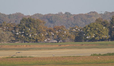 Cranes about to land