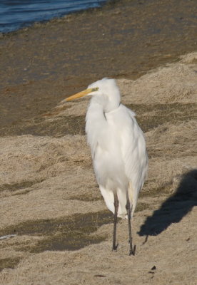Great White Egret surveying the beach
