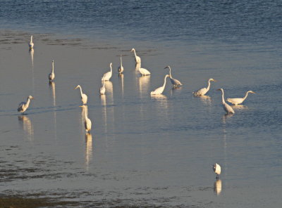 Great White Egret - evening gathering