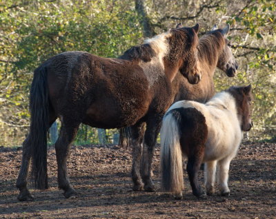 Horses and pony waiting for their evening ration of fodder