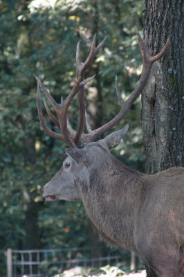 Stag at Parc animalier de St Hubert