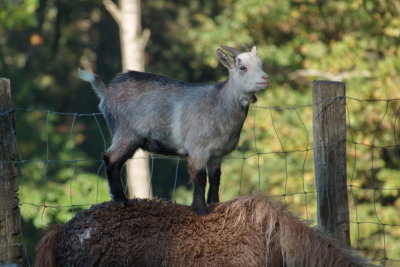 Cheeky goat atop a Shetland pony