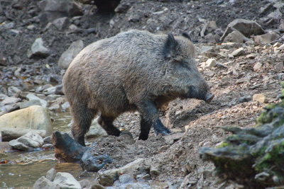 Wild boar