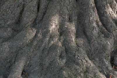 Tree trunk solidly rooted - Brussels Park