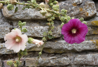 Hollyhock pink and cream