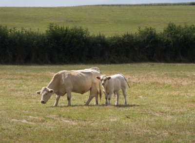 Charolais bovines grazing along the Canal de Bourgogne