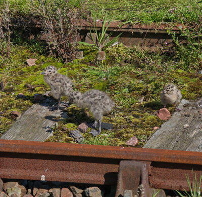 Mini railway gulls