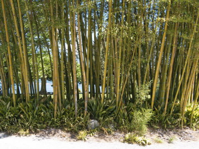 Bamboo