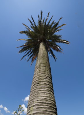 Palm tree Villa Melzi