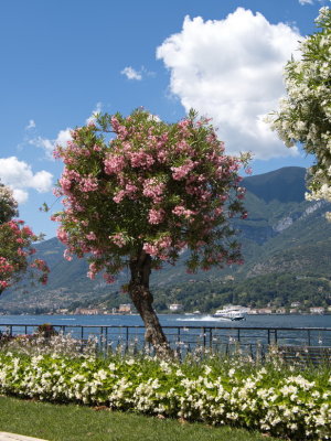 The ferry with Cadenabbia across on the other side of the lake