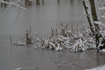 Snow-covered reeds in partially frozen pond