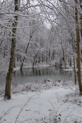 Partially frozen pond - étang Liégeois