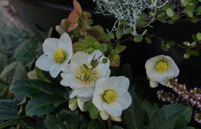Flowers 2021