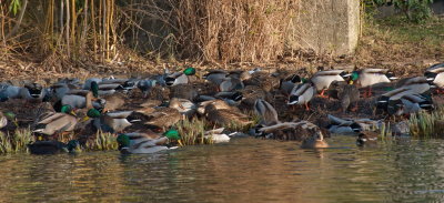 Wildlife captures 2021