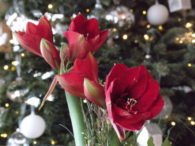 Red Amaryllis with some festive Christmas spirit