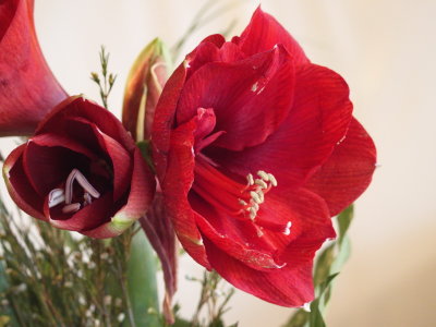 Red amaryllis bloom