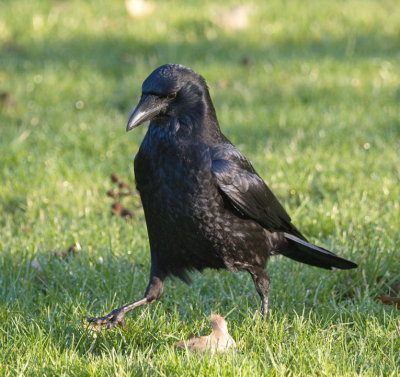 Carrion crow - corneille noire - Rabenkrähe - Bëschkueb - corvus corone