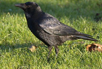 How black is a crow?