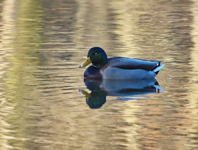 Male Mallard duck soaking up the remaining sunlight