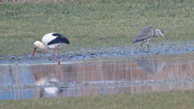 Stork and heron inspecting the wet grassland