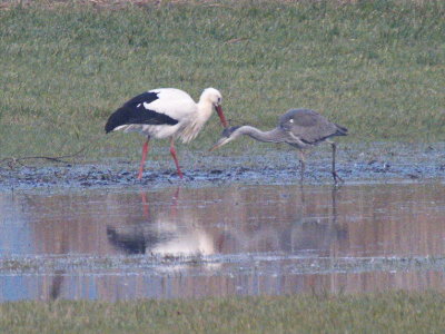 Stork and grey heron