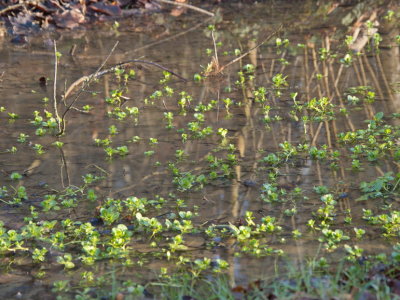 New growth emerging from the shallow pond