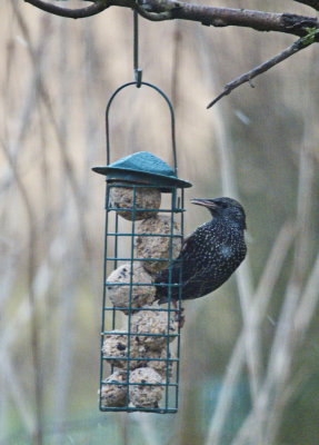 Starling grateful for food while the snow is setting in