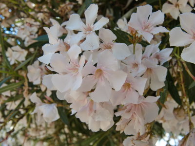 Oleander in summer
