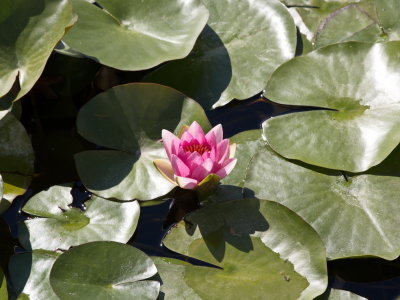 Water lily